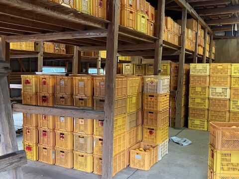 柑橘の貯蔵管理と貯蔵庫②