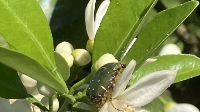 コアオハナムグリの来園