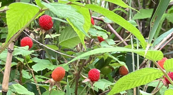 野いちごと蛇イチゴ