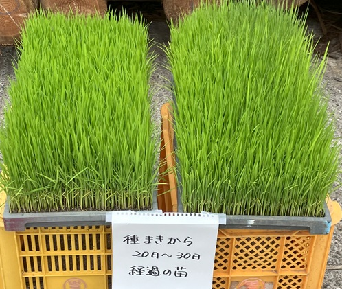 ～もう米騒動はいやだ！～①
