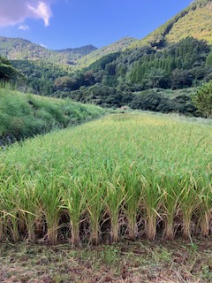 酒米研究会「山田錦」
