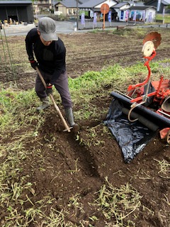 果樹園主のソラマメ日記③