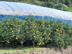 園主のしくじり