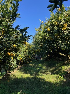 甘夏・デコポンの仕上げ作業