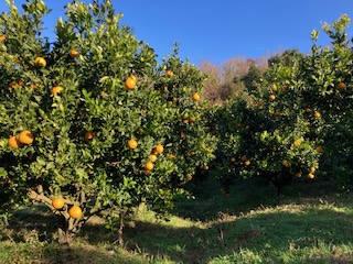 露地デコポン収穫解禁