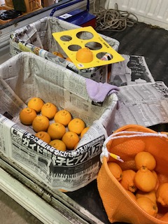 無加温デコポン予備検査