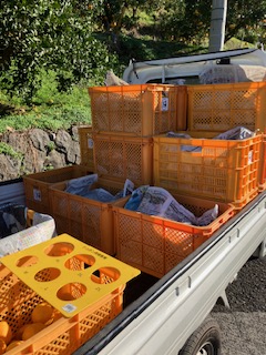 露地デコポン収穫開始！！