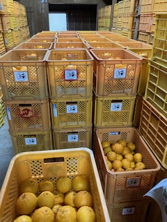 露地デコポン収穫２日目