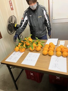 無加温デコポン出荷説明会