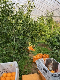 無加温収穫開始～終了