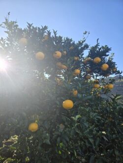🍊令和6年度産 甘夏収穫開始🍊