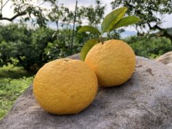 倒木の敗者復活戦