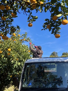 就農2年目 大晦日