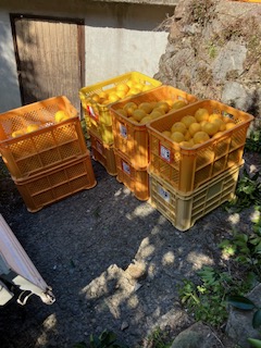 🍊家族の休日🍊