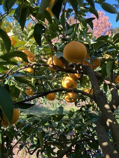 続 甘夏収穫作業🍊