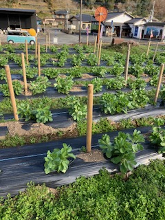 一寸ソラマメの株整理🫛