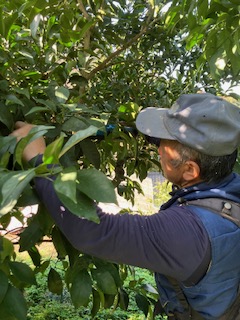 甘夏剪定作業🍊