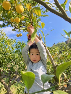 黄金柑収穫作業🍊