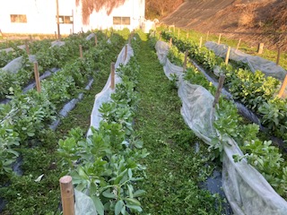 🥬家庭菜園🥦