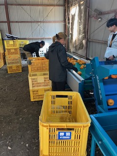 柑橘生産と選果機