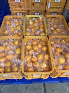 2026年3月26日　園主の一日