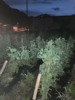 津奈木町をきれいに