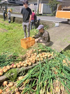 🧅タマネギのオスとメス？？