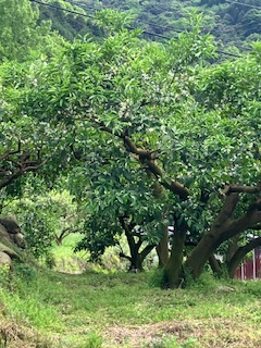 モヤモヤな防除