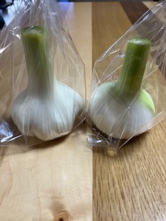 にんにく試験栽培