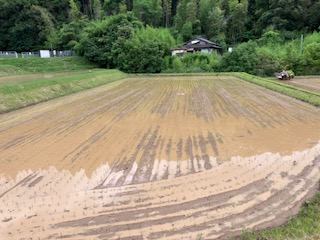 柑橘農家、稲作オペレーターへの道！⑤