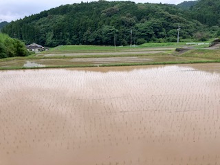 柑橘農家、稲作オペレーターへの道！⑥