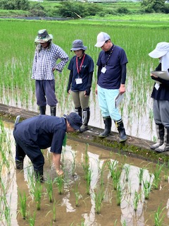 新米農家、プロの洗礼を受ける！？津奈木町「酒米研究会」水管理のススメ