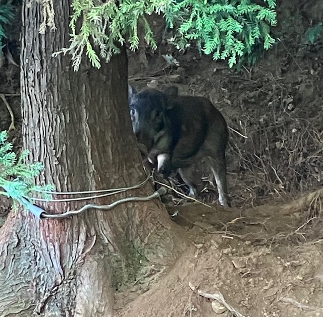 【農家ハンター】令和8年度の捕獲日記（目標25頭）【現在 9頭目：イノシシ】猛暑・水不足・そして突然の◯◯！早朝のみかん山でまさかの格闘劇