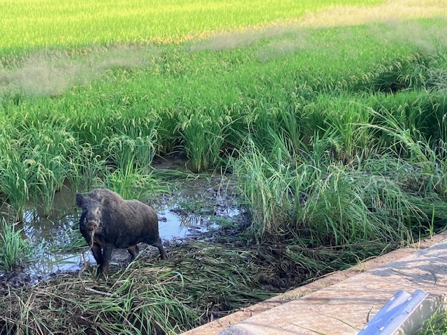 果樹園主の日常】のんびりのはずが激動の一日に！？柑橘・酒米・イノシシと格闘した怒涛の1日