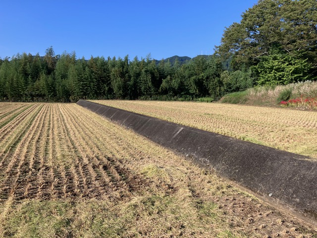 【稲刈り開幕！】怒涛の田植えから90日。中山間地のフル稼働とオールドルーキーの奮闘記