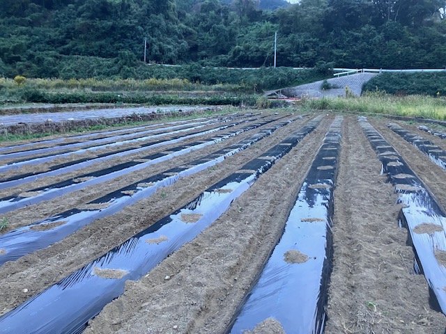 台風接近と決断！「一寸ソラマメ」定植に向けた熱きマルチ張り（助っ人ユウキくん登場）